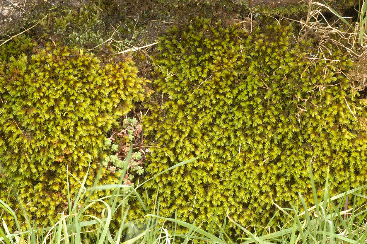 Image of gymnostomum moss