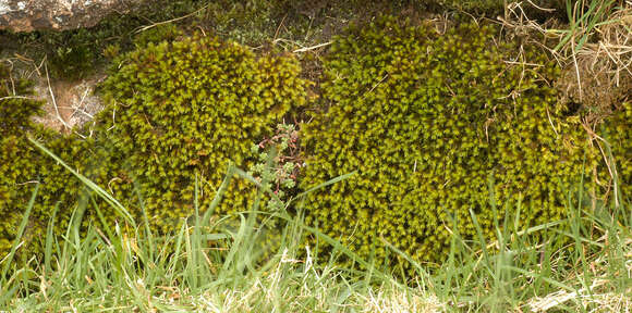 Image of gymnostomum moss