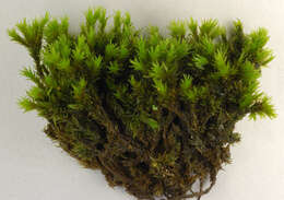 Image of gymnostomum moss