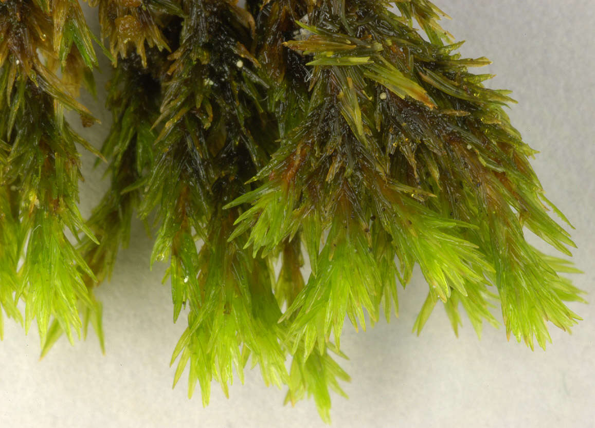 Image of gymnostomum moss