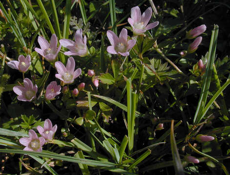 Image of bog pimpernel