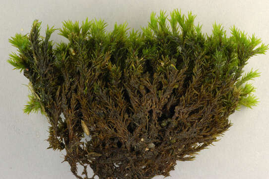 Image of gymnostomum moss