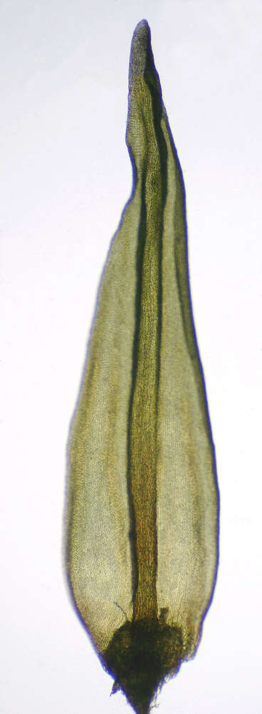 Слика од Gymnostomum aeruginosum Smith 1804