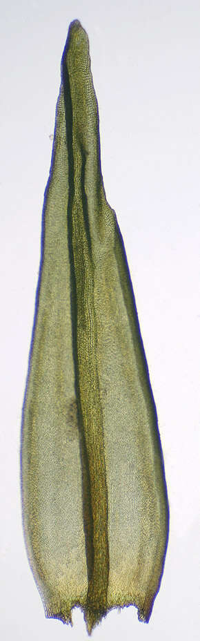 Plancia ëd Gymnostomum aeruginosum Smith 1804