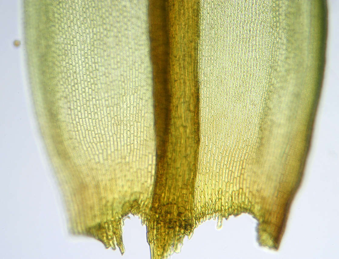 Plancia ëd Gymnostomum aeruginosum Smith 1804
