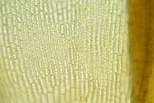 Image of gymnostomum moss