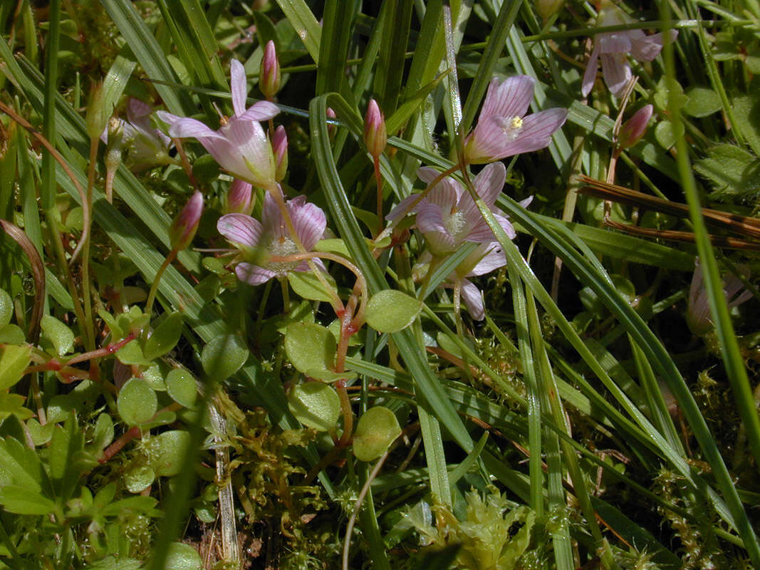 Image of bog pimpernel