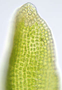 Image of gymnostomum moss