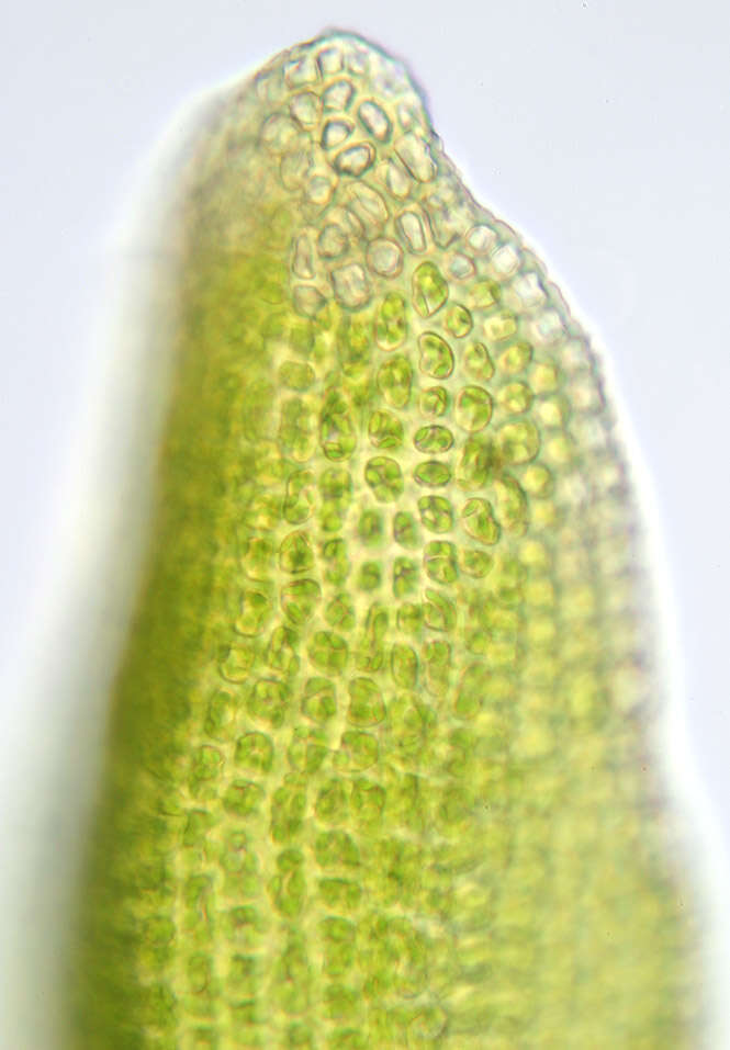 Image of gymnostomum moss