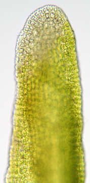 صورة Gymnostomum aeruginosum Smith 1804