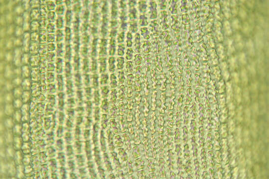 Image of gymnostomum moss