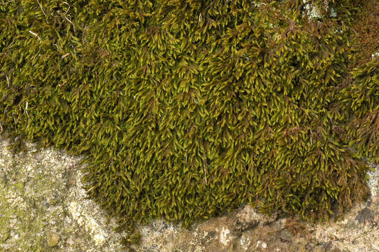 Plancia ëd Gymnostomum aeruginosum Smith 1804