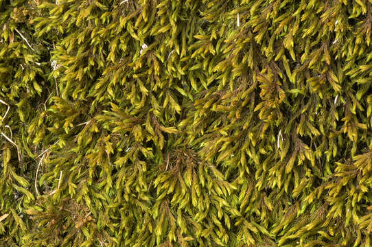 Image of gymnostomum moss