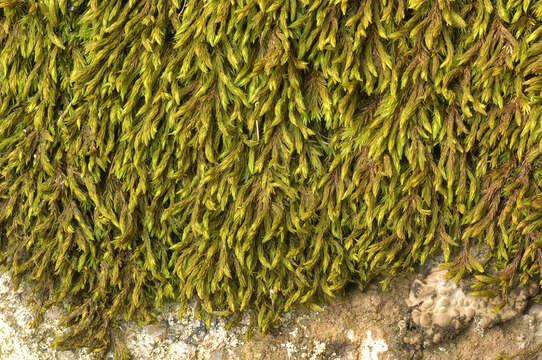 Image of gymnostomum moss