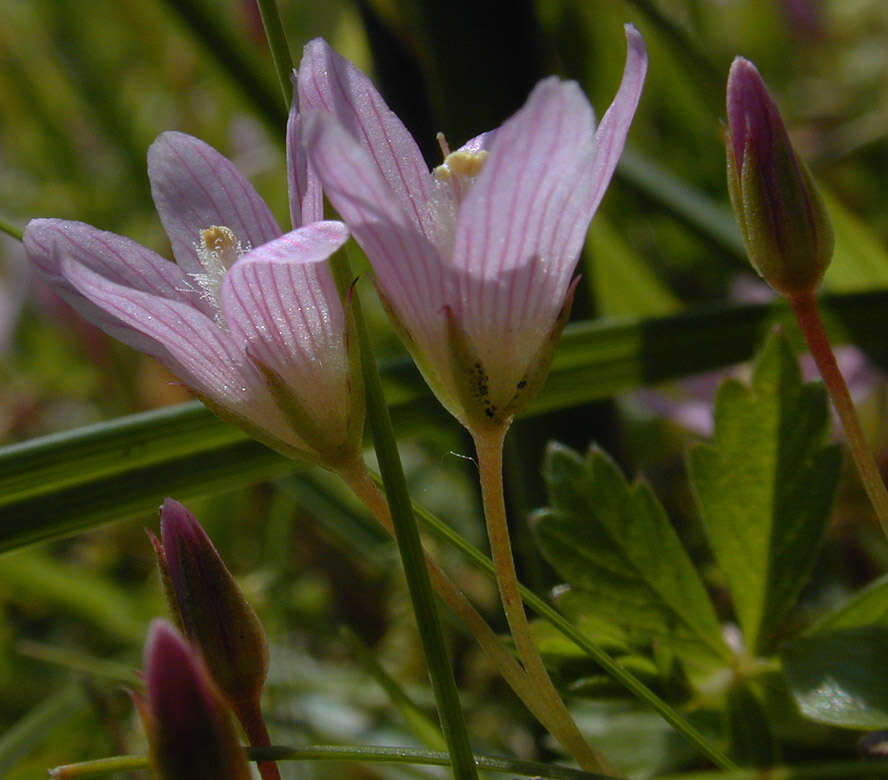 Image of bog pimpernel