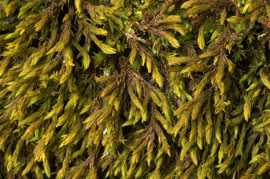 Image of gymnostomum moss