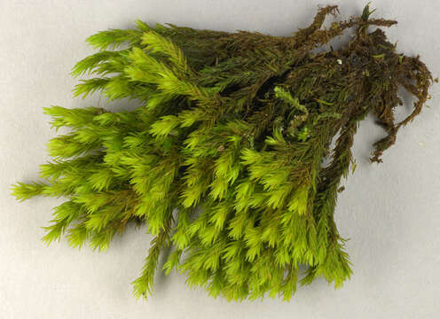 Image of gymnostomum moss