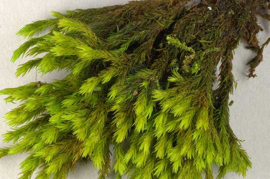 Image of gymnostomum moss