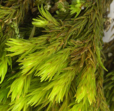 Image of gymnostomum moss