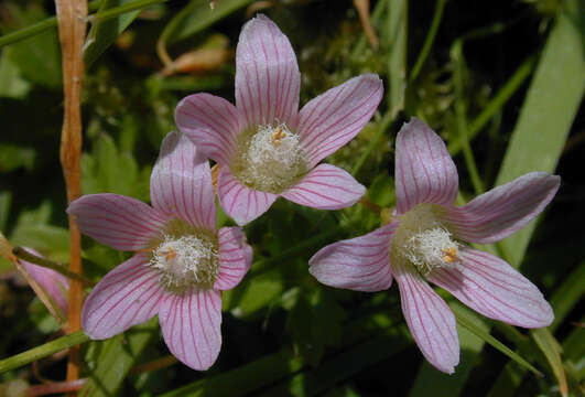 Image of bog pimpernel