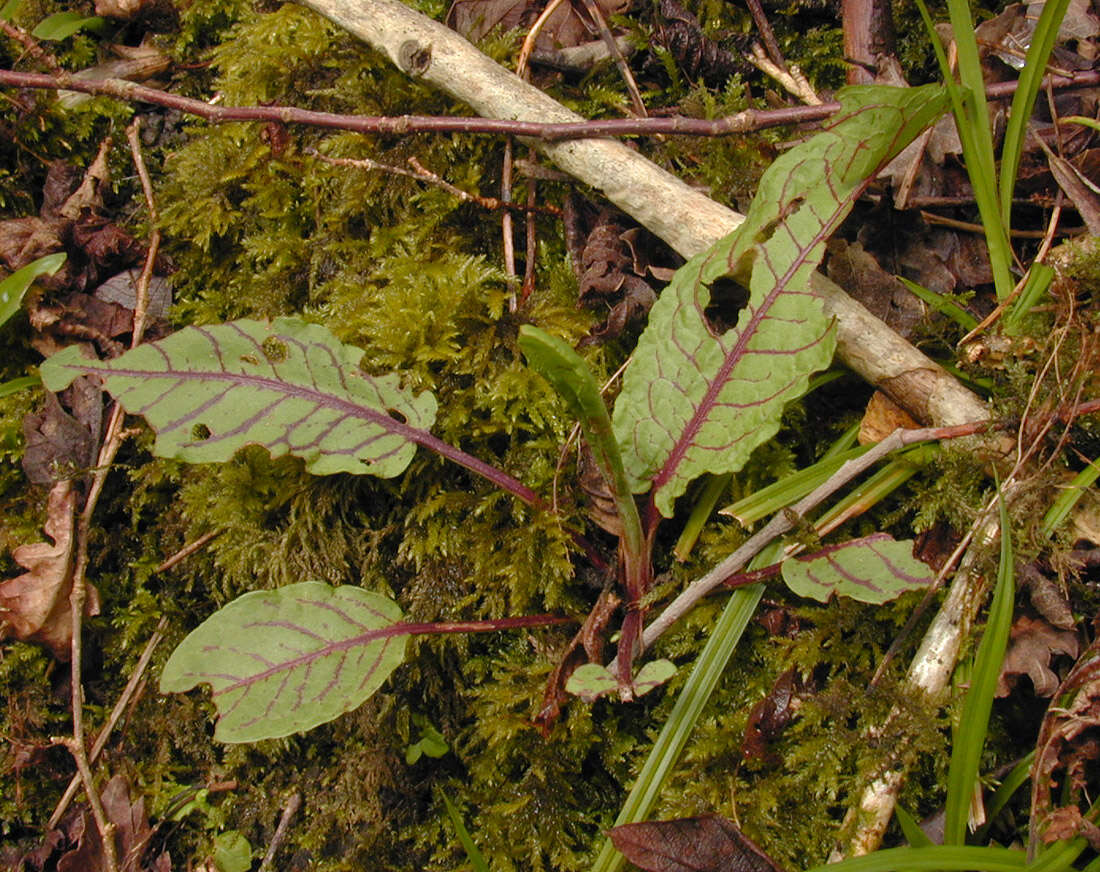 Image of <i>Rumex <i>sanguineus</i></i> var. sanguineus