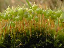 Image of Common Bladder Moss