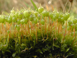 Image of Common Bladder Moss