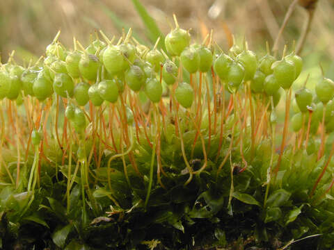 Image of Common Bladder Moss