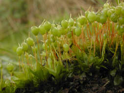 Image of Common Bladder Moss