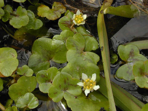 Image de Ranunculus hederaceus L.