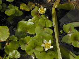 Image of Ivy Water-Crowfoot