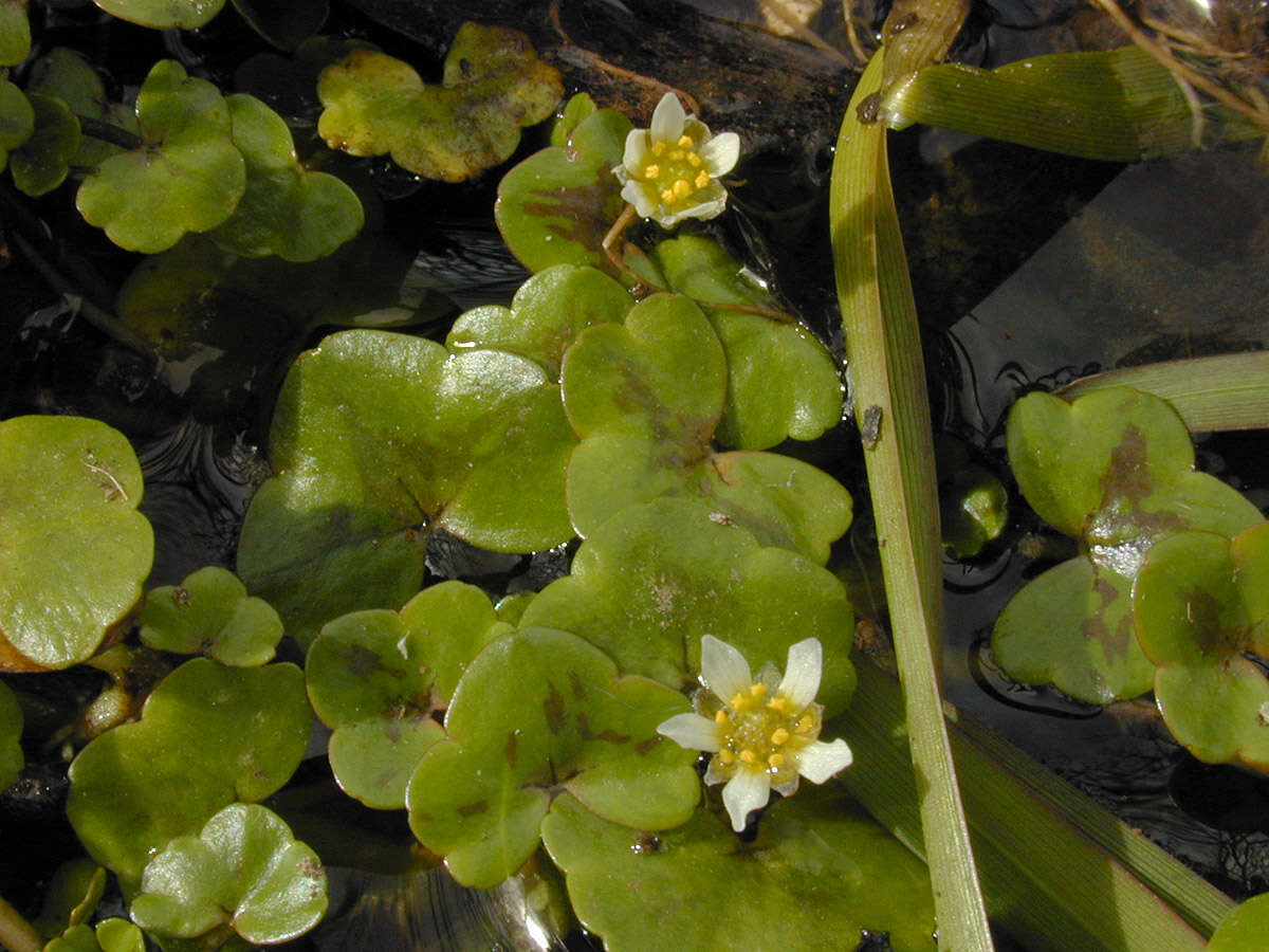 Image de Ranunculus hederaceus L.