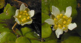 Image of Ivy Water-Crowfoot