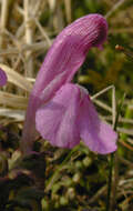 Image of Pedicularis sylvatica subsp. sylvatica
