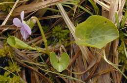 Image of marsh violet