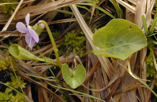 صورة Viola palustris subsp. palustris