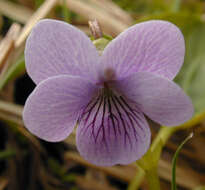 Image of marsh violet