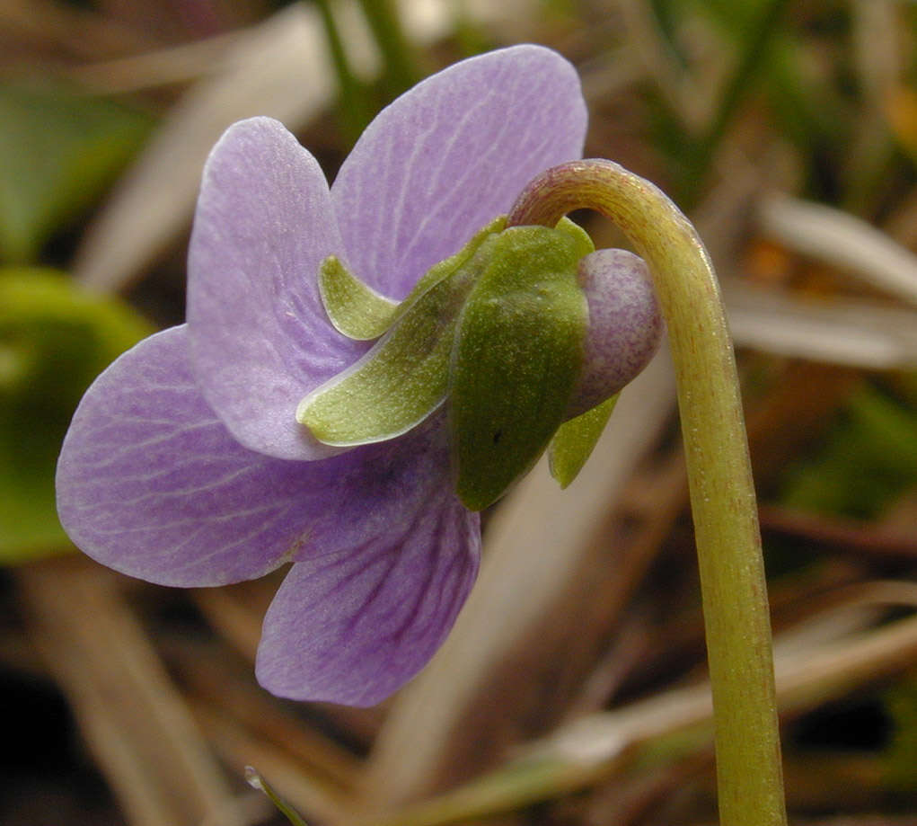 Image of marsh violet