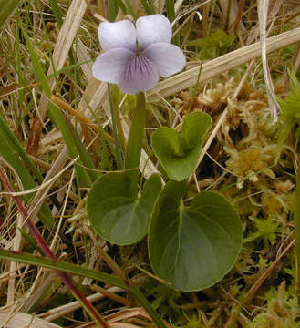 صورة Viola palustris subsp. palustris