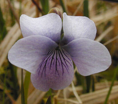 Viola palustris subsp. palustris的圖片