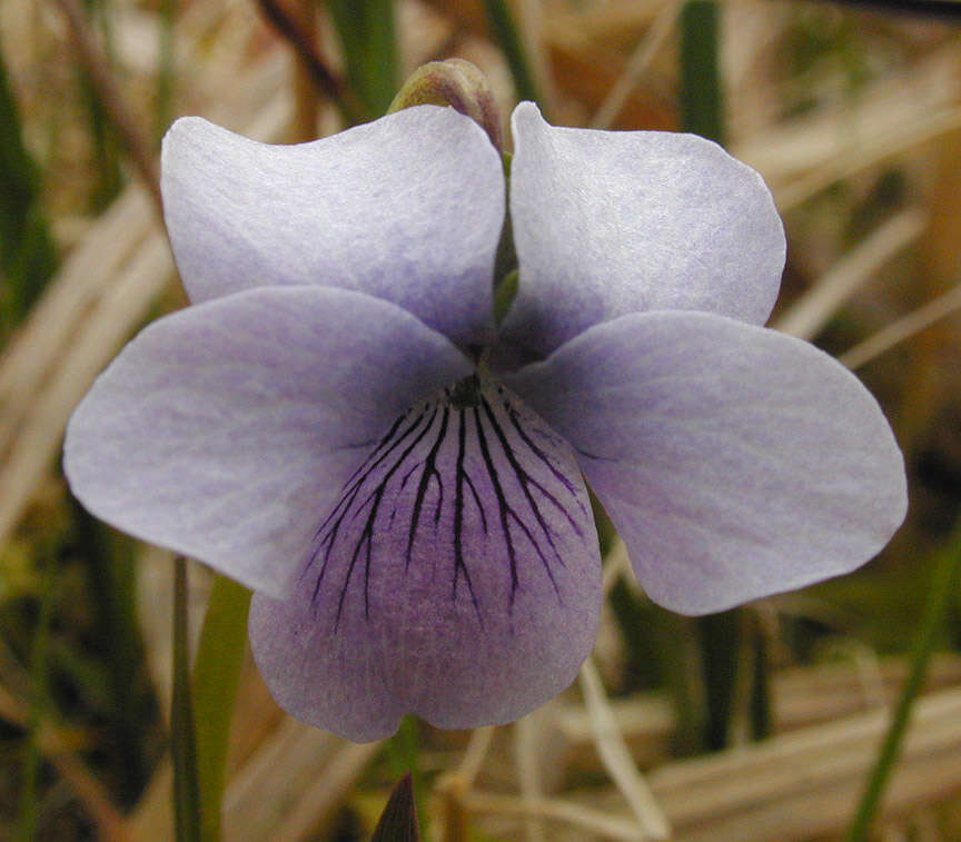 Image of marsh violet