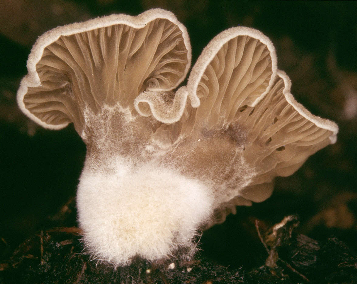 Image de Arrhenia acerosa (Fr.) Kühner 1980