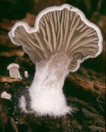 Image of Arrhenia acerosa (Fr.) Kühner 1980