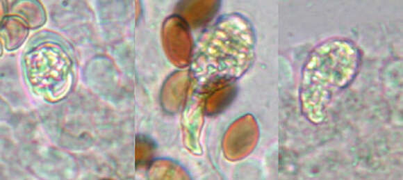 Image of Panaeolus fimicola (Pers.) Gillet 1878