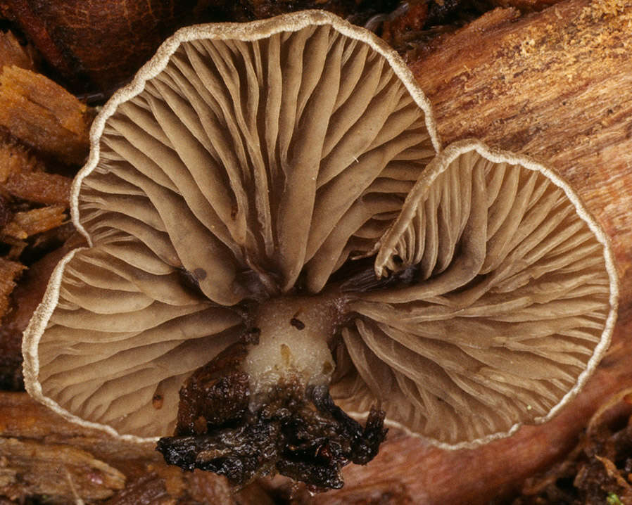 Image of Arrhenia acerosa (Fr.) Kühner 1980