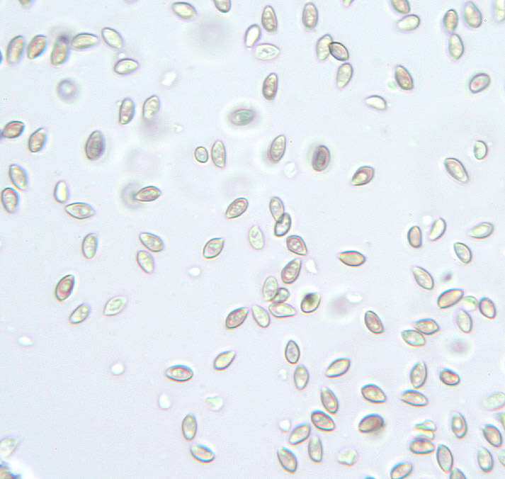 Image of Psilocybe subviscida (Peck) Kauffman 1918