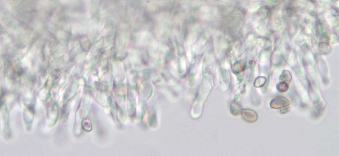 Image of Psilocybe subviscida (Peck) Kauffman 1918