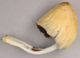 Image of Coprinellus ellisii (P. D. Orton) Redhead, Vilgalys & Moncalvo 2001