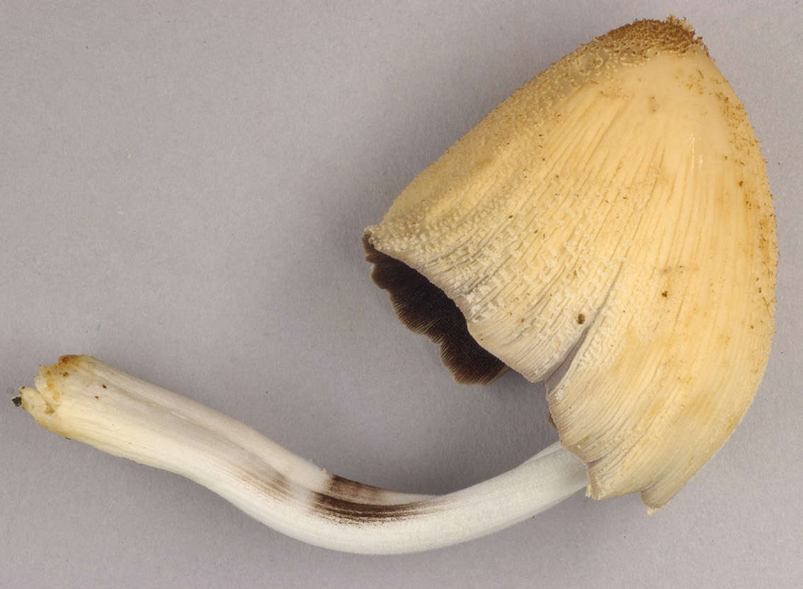 Image of Coprinellus ellisii (P. D. Orton) Redhead, Vilgalys & Moncalvo 2001