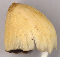 Image of Coprinellus ellisii (P. D. Orton) Redhead, Vilgalys & Moncalvo 2001